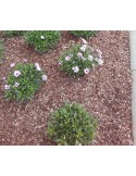 Corteza de pino natural en saco de 50 litros para jardín