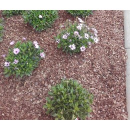 Corteza de pino natural en saco de 50 litros para jardín