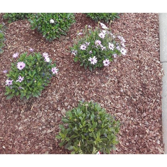 Corteza de pino natural en saco de 50 litros para jardín